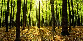 Nachhaltige Waldbewirtschaftung
